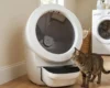 automatic litter box in a real home setting with a cat next to it