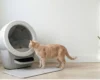 cat inspecting automatic litter box not cleaning properly with waste inside