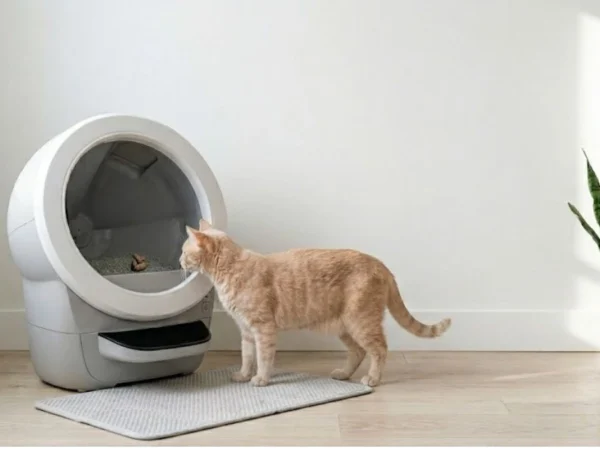 cat inspecting automatic litter box not cleaning properly with waste inside